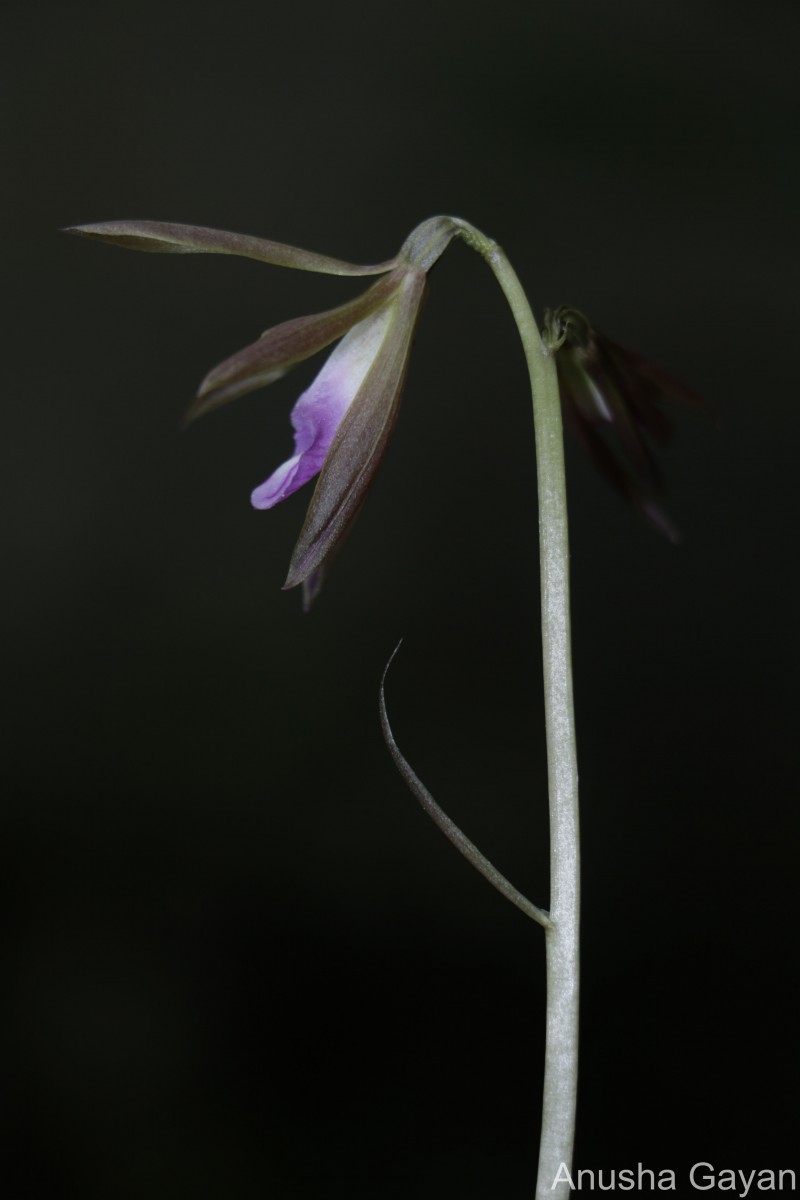 Nervilia plicata (Andrews) Schltr.